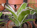 Bromeliad18