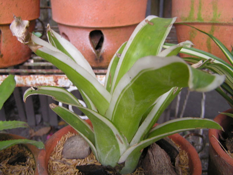 File:Bromeliad18.jpg