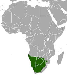 Kahverengi Hyaena area.png