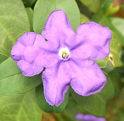 Η Βρουνφελσία ..... (Brunfelsia pauciflora).