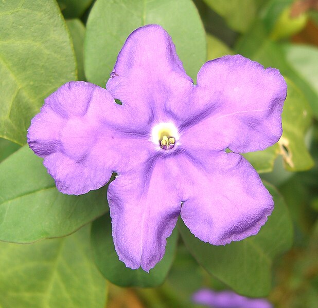 File:Brunfelsia pauciflora flower.jpg