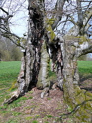 Beech Mitgenfeld, 1.jpg