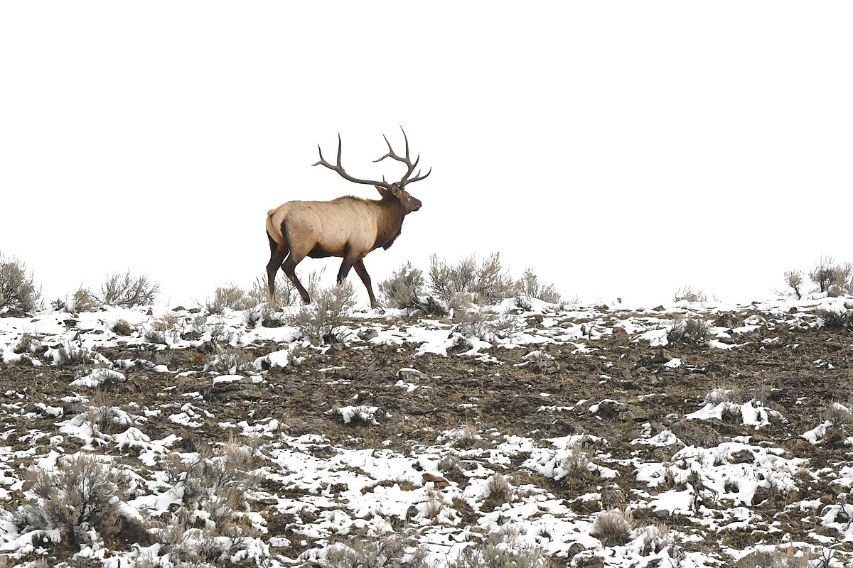 File:Bull Elk (51632917573).jpg - Wikimedia Commons.