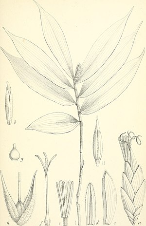 Puelia ciliata 및 Puelia olyriformis