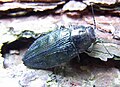 Buprestis rustica