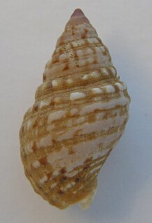 <i>Burnupena</i> genus of large sea snails