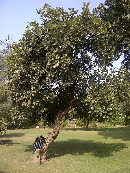 File:Butea monosperma Bagh-e-Jinnah.jpg