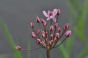 Für Froschlöffelartige typisch dreizählige Blüten der Schwanenblume.