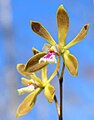 Encyclia tampensis