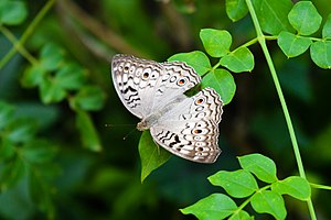 Butterfly Wing.jpg