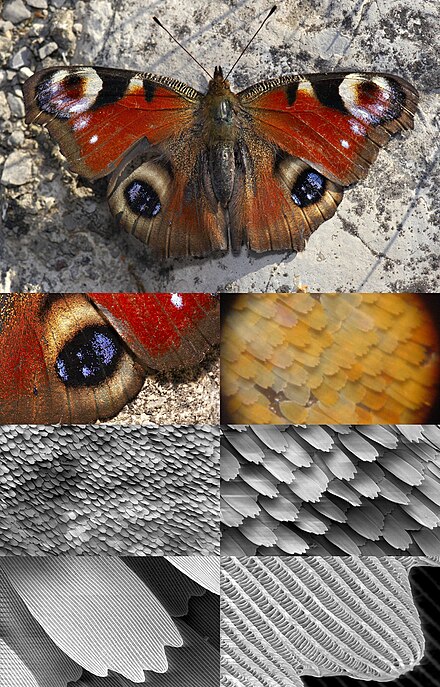 Butterfly wing at different magnifications reveals microstructured chitin acting as a diffraction grating