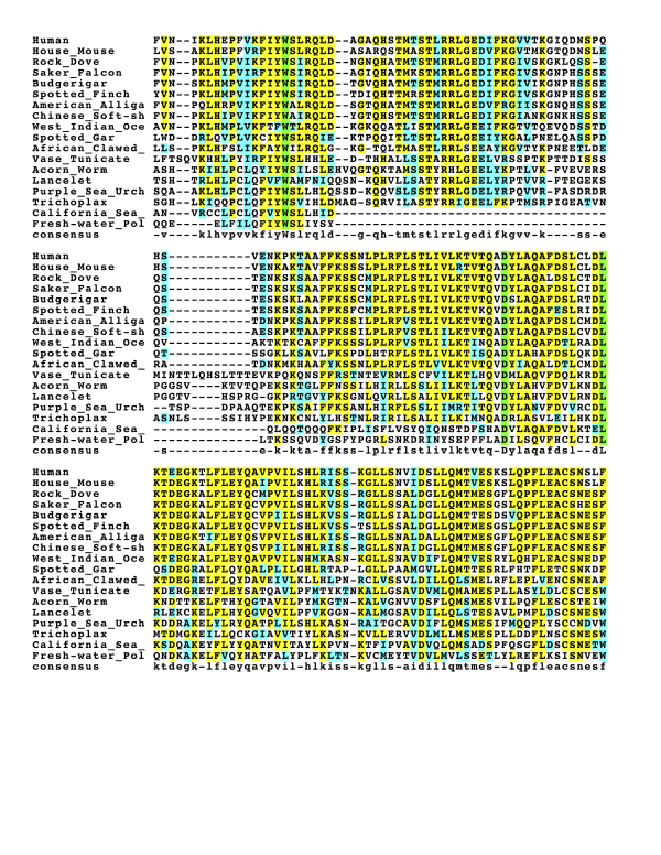 Совмещение множественных последовательностей CCDC138, показывающее консервативные области.