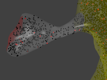 Screenshot from an MCell simulation of calcium signaling within the spine. Although other types of calcium-regulated molecules were included in the simulations, only CaMKII molecules are visualized. They are shown in red when bound to calmodulin and in black when unbound. The simulation compartment is a reconstruction of a dendritic spine. The area of the postsynaptic density is shown in red, the spine head and neck in gray, and the parent dendrite in yellow. The figure was generated by visualizing the simulation results in Blender. CaMKII spine.png