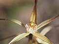 Caladenia dimidia Labellum