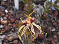 Caladenia plicata Western Australia near Mount Barker