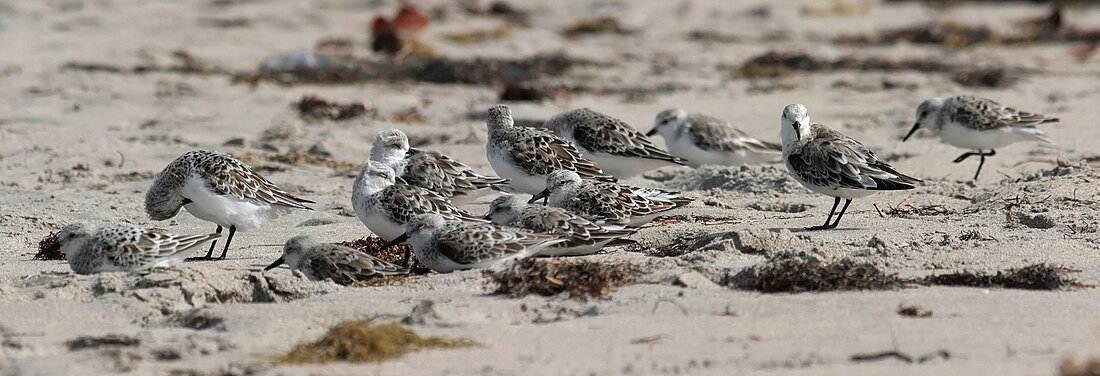 File:Calidris alba group edit.jpg