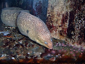 The California moray is one of the featured local species on display. CaliforniaMorayEel.jpg