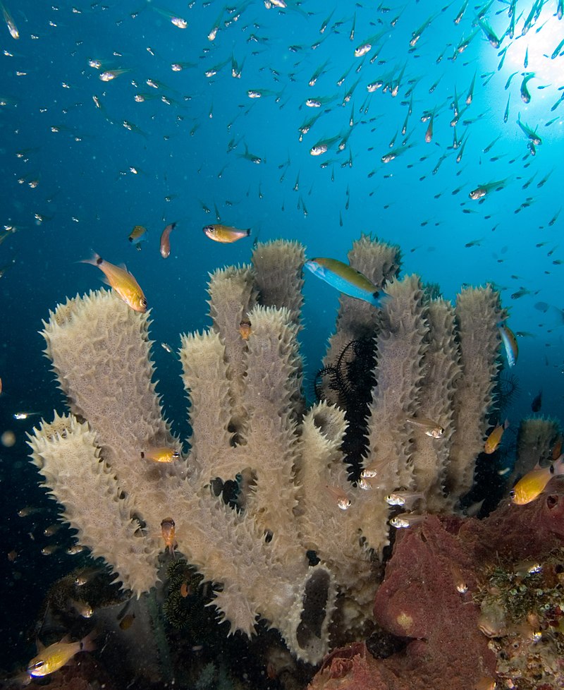 Mediterranean sea rocky coast with fish underwater, split view