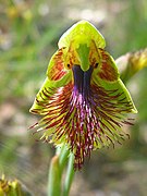 Calochilus campestris Type species