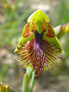 <i>Calochilus campestris</i> Species of orchid