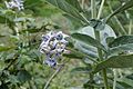 * Nomination Calotropis gigantea --Vengolis 03:24, 21 August 2016 (UTC) * Promotion Good quality. --Johann Jaritz 03:33, 21 August 2016 (UTC)