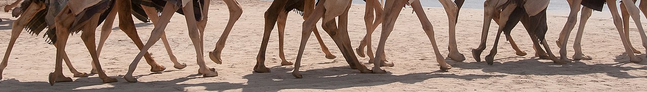 At the camel race track