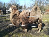 Camelus Bactrianus in ZOO Nowy Tomysl.jpg