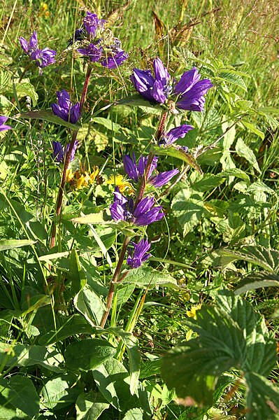 File:Campanula cervicaria.jpg