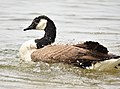 Canada Goose (28565117118).jpg