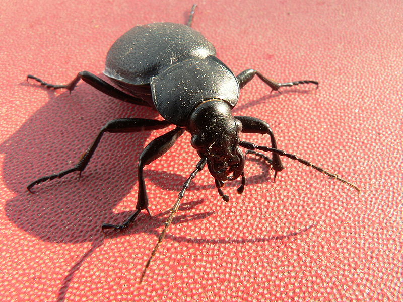 File:Carabus coriaceus.jpg