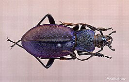 Carabus gyllenhali