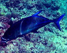 A bluefin trevally photographed in the Maldives; this species is widely distributed Caranx melampygus2.jpg