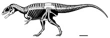 Carcharodontosaurus saharicus Carcharodontosaurus saharicus skeletal.jpg