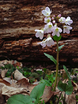 Cardamine douglassii - Limestone Bittercress.jpg