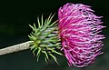 English: Alpine thistle Deutsch: Alpen-Distel