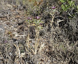 Carlina lanata (Carline laineuse, Villetelle)