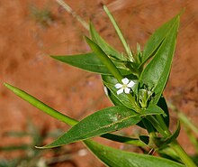 Catharanthus pusillus (Крошечный барвинок) W IMG 3208.jpg 