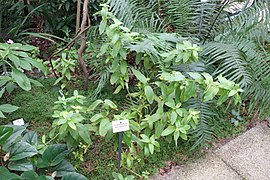 Catharanthus trichophyllus