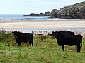 Cattle at Achininver - geograph.org.uk - 970221.jpg