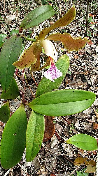 File:Cattleya granulosa Lindl. - Flickr - Alex Popovkin, Bahia, Brazil (28).jpg