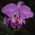 Cattleya labiata