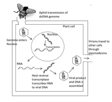 Caulimovirus Life Cycle.png