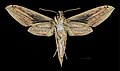 * Nomination Cechenena lineosa - Ventral side - Female. By User:Archaeodontosaurus --Olivier LPB 00:14, 22 February 2017 (UTC) * Promotion  Support Good quality. --Ercé 08:54, 22 February 2017 (UTC)