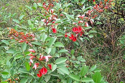 Ceibo (Erythrina crista-galli) Ceibo Uruguay.JPG