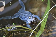 A blue male moor frog in 2021, as part of the successful captive breeding project. Celtic R & A Blue Moor Frog.jpg