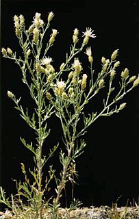 <i>Centaurea diffusa</i> Species of flowering plant