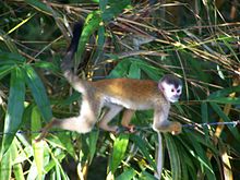 Body coloration Central American Squirrel Monkey 2.jpeg