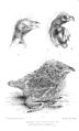 Иллюстрация птенца Centropus sinensis