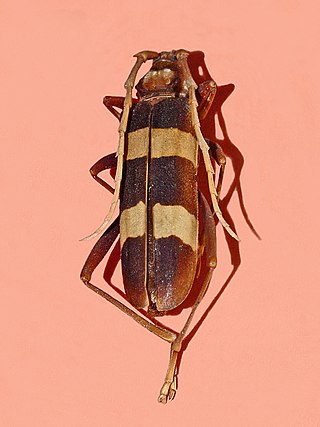 <i>Aphrodisium griffithi</i> Species of beetle