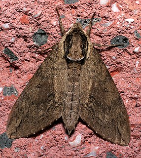 <i>Ceratomia</i> Genus of moths